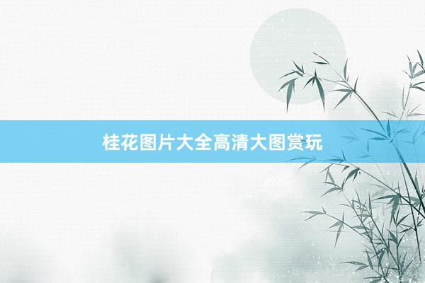 桂花图片大全高清大图赏玩